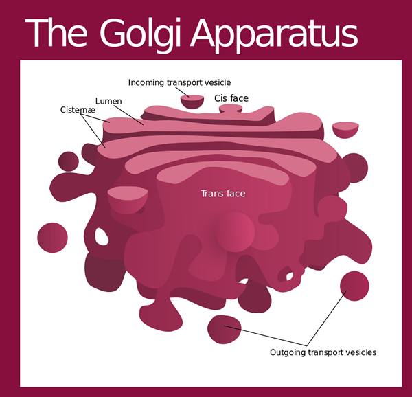 Unterschied zwischen cis und transgesicht des Golgi -Apparats