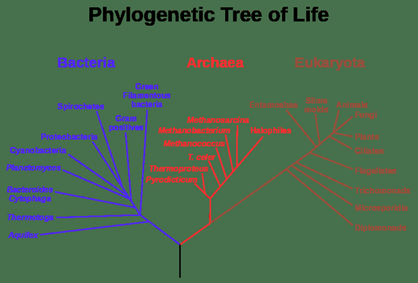 Différence entre le cladogramme et l'arbre phylogénétique