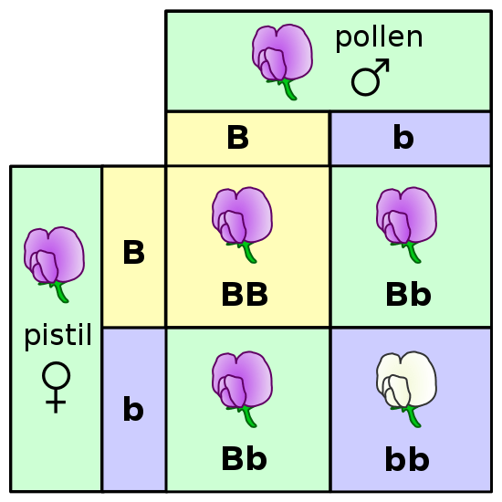 Unterschied zwischen klassischer und moderner Genetik