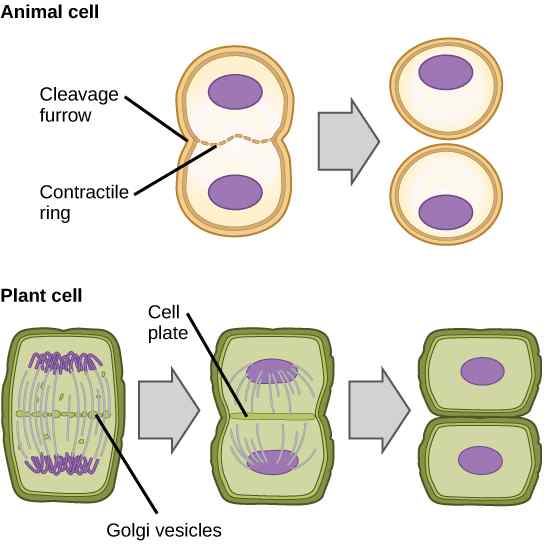 Différence entre le clivage et la division cellulaire