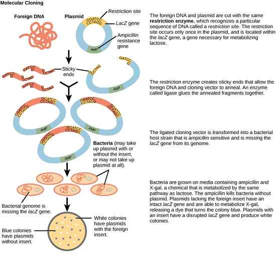 Perbezaan antara pengklonan dan subcloning