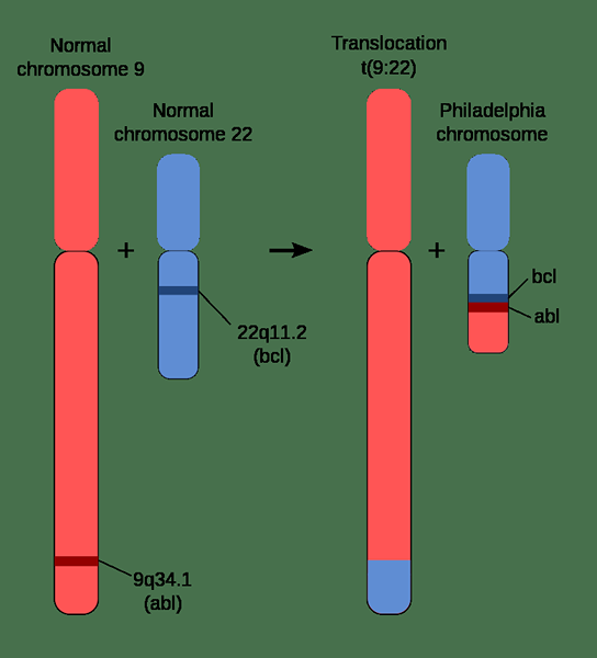 Diferencia entre CML y CLL