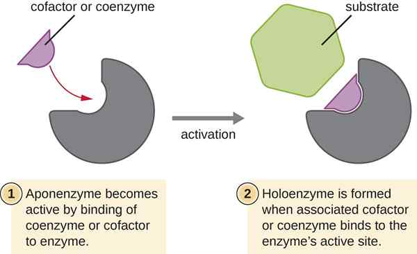 Différence entre la coenzyme et le cofacteur