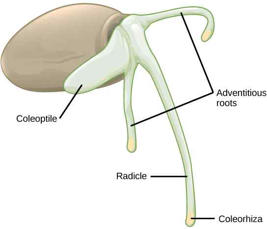 Perbedaan antara Coleoptile dan Coleorhiza