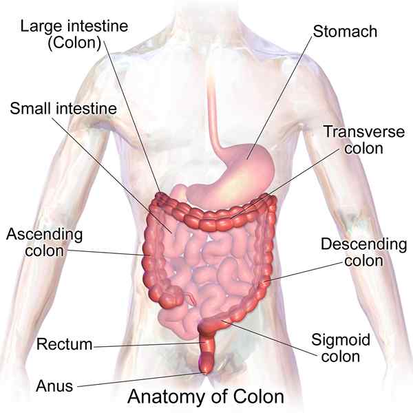 Diferencia entre el colon y los intestinos