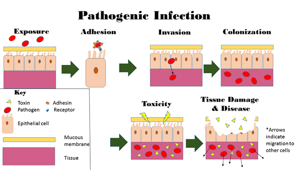 Différence entre la colonisation et l'infection