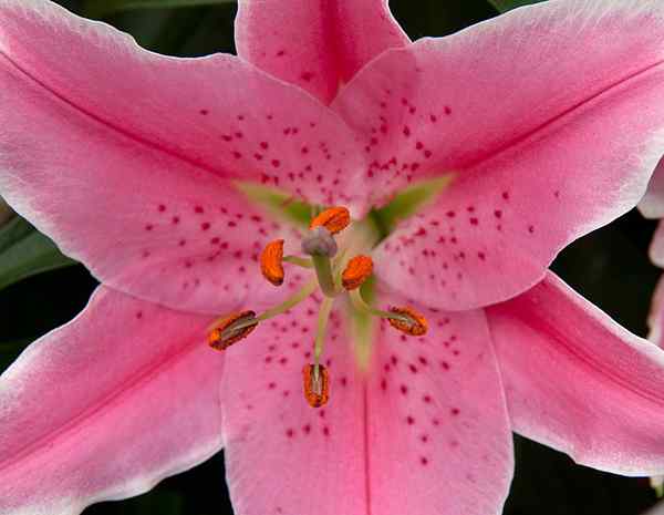 Diferencia entre el color rosa y la fresa de color