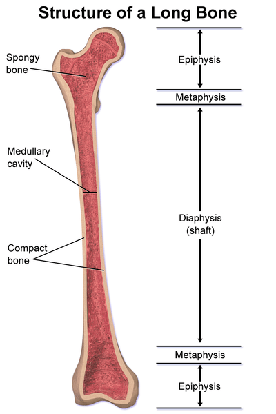 Unterschied zwischen kompaktem Knochen und schwammiger Knochen