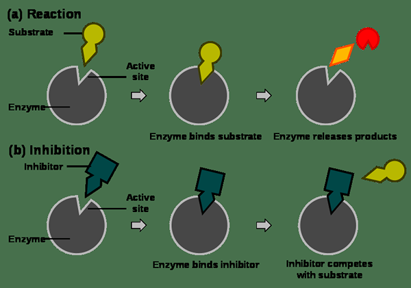 Différence entre l'inhibition compétitive et non compétitive