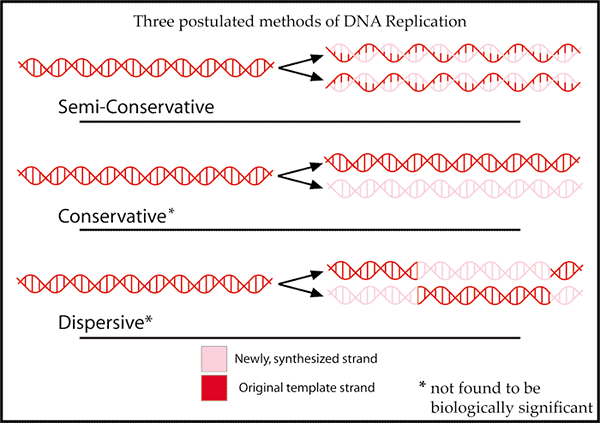 Diferencia entre la replicación conservadora y semiconservadora