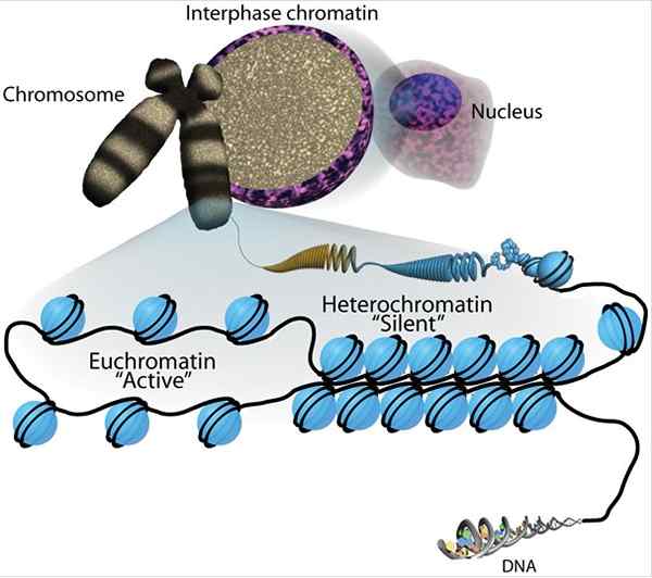 Perbezaan antara heterochromatin konstitutif dan fakultatif