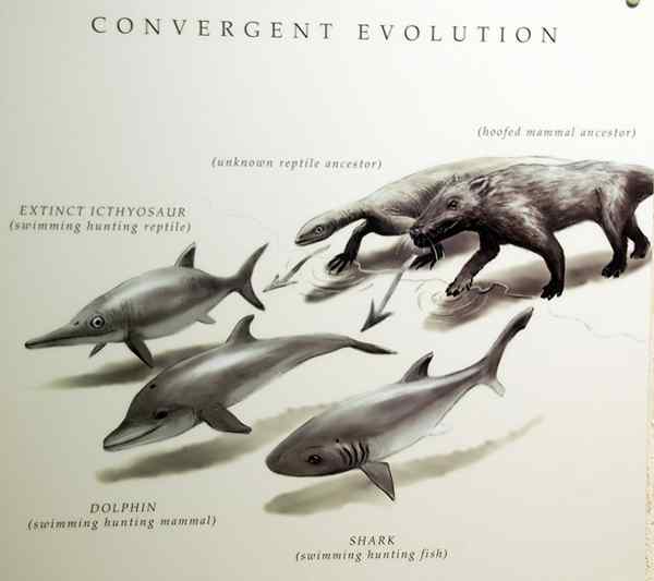 Diferencia entre la evolución convergente y divergente