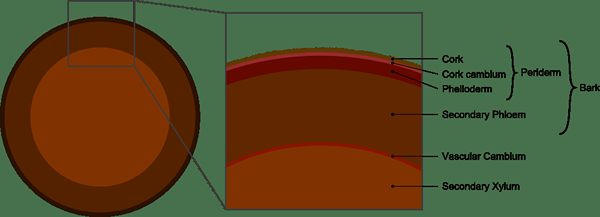 Différence entre le bouchon et l'écorce