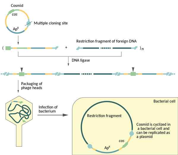 Unterschied zwischen Kosmid und Phagemid