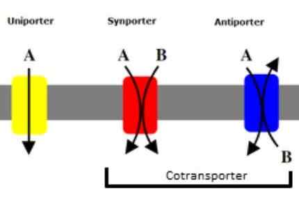 Différence entre le cotransport et le contre-transport