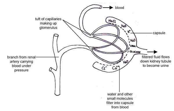 Différence entre la clairance de la créatinine et le DFG