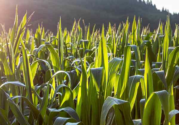 Unterschied zwischen Ernte und Pflanze