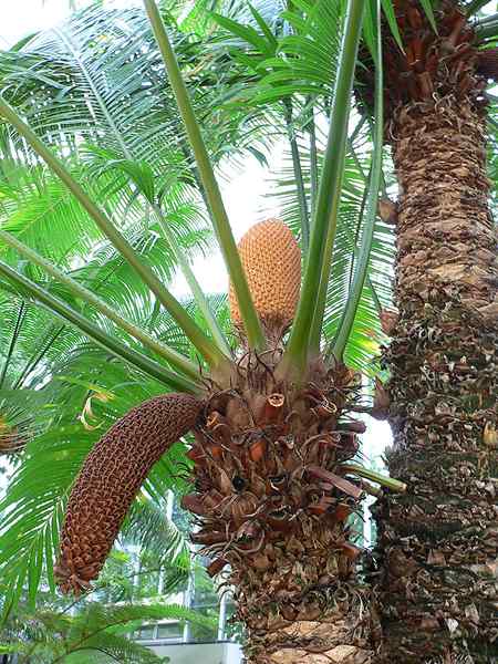 Diferencia entre cícadas y palmeras