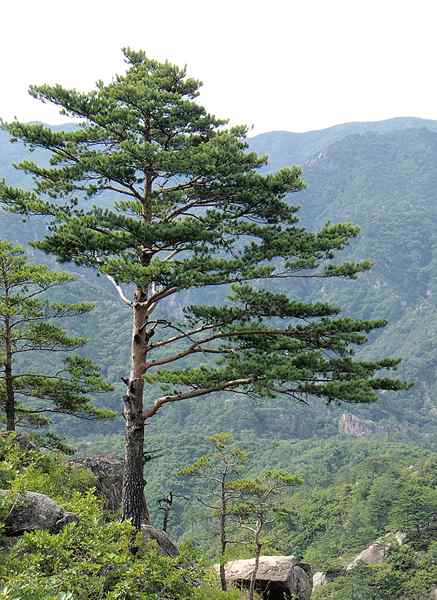 Différence entre cycas et pinus