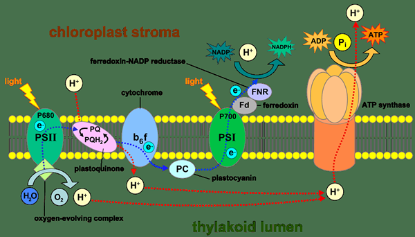 Perbezaan antara photophosphorylation kitaran dan bukan kitaran