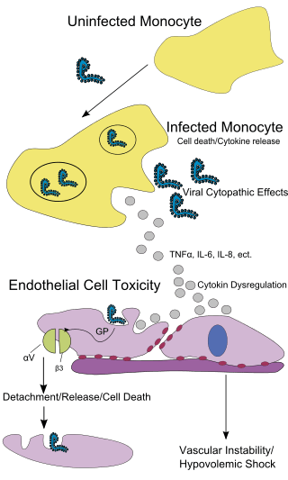 Différence entre les cytokines et les chimiokines
