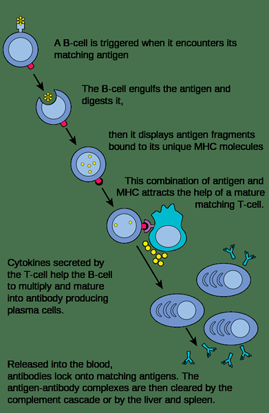 Différence entre les cytokines et les interleukins