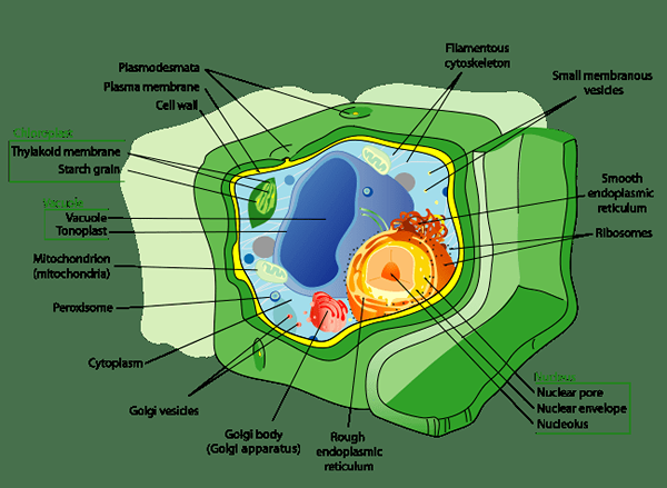 Diferencia entre el citoplasma y el citoesqueleto