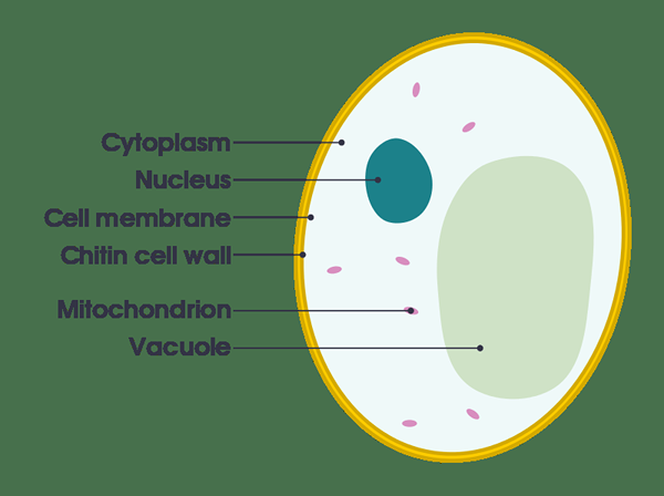 Différence entre le cytoplasme et le cytosol