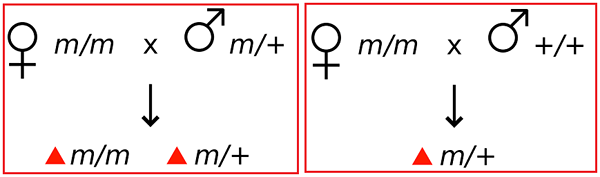 Différence entre l'héritage cytoplasmique et l'effet maternel génétique