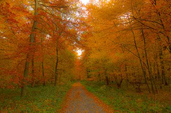 Différence entre les arbres à feuilles caduques et les conifères