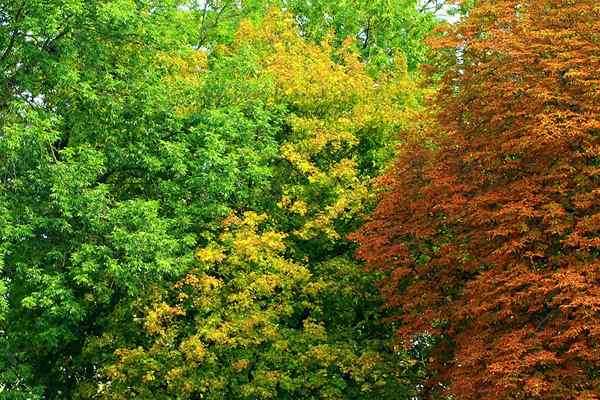Différence entre les arbres à feuilles caduques et à feuilles persistantes