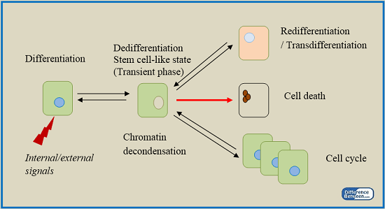 Perbezaan antara dedifferentiation dan redifferentiation