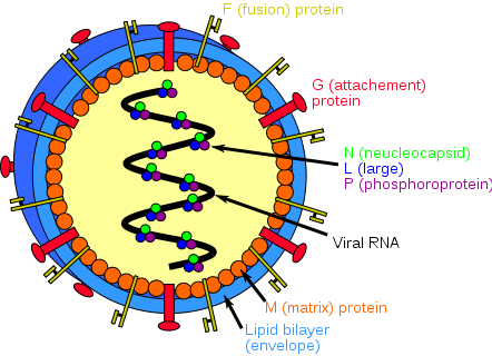 Différence entre la dengue et la fièvre virale