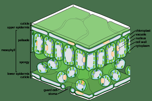 Différence entre le tissu cutané et les tissus terrestres
