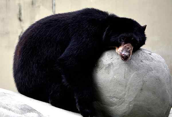 Différence entre la diapause et l'hibernation