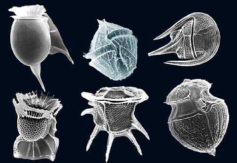 Différence entre diatomées et dinoflagellate