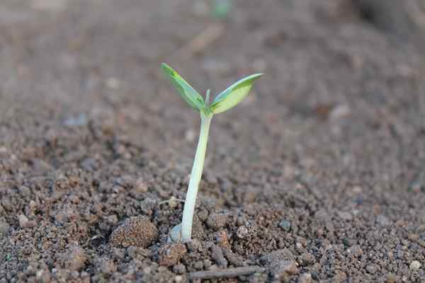 Perbezaan antara dicot dan monocot