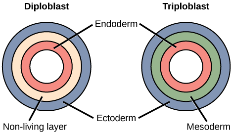 Différence entre diploblastique et triploblastique