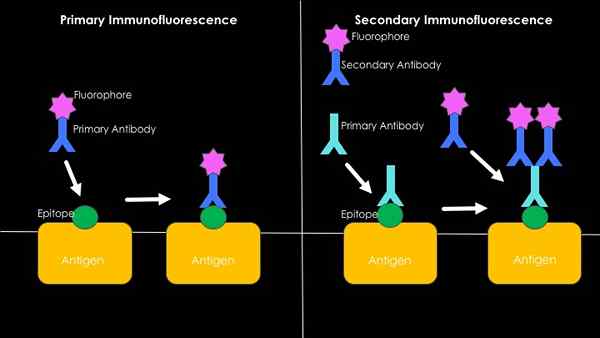 Différence entre immunofluorescence directe et indirecte