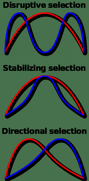 Différence entre la sélection directionnelle et perturbatrice