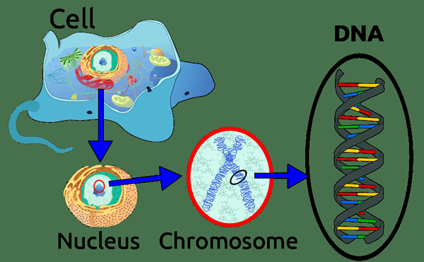 Unterschied zwischen DNA und cDNA