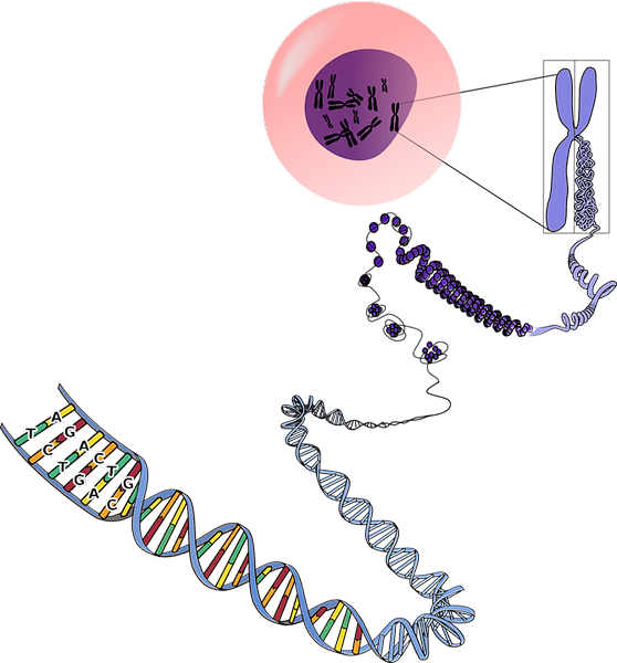 Différence entre l'ADN et le chromosome