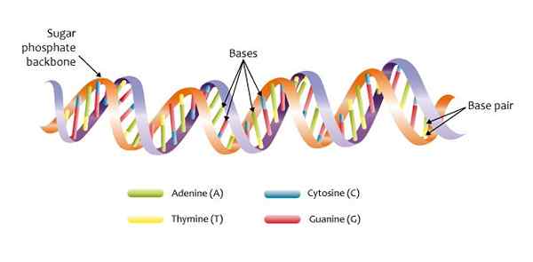 Diferencia entre ADN y DNasa