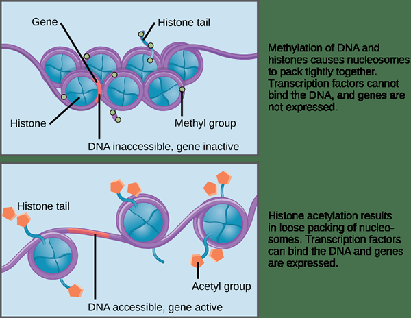 Perbezaan antara metilasi DNA dan histon
