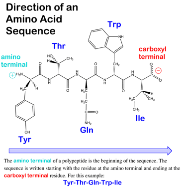 Différence entre l'ADN et la séquence protéique