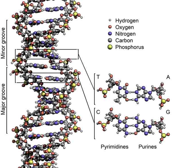 Perbezaan antara struktur DNA dan RNA