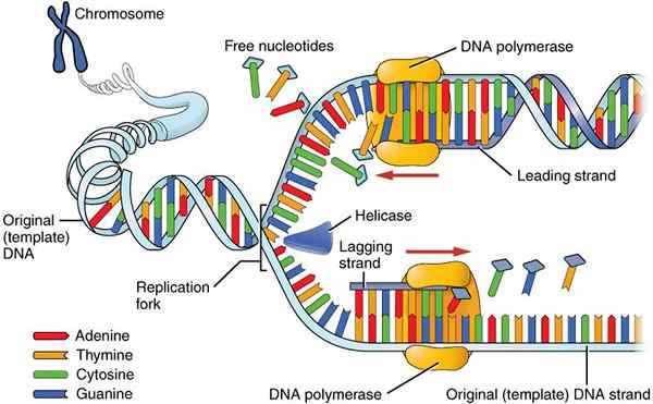 Perbedaan antara sintesis DNA dan RNA