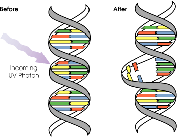 Différence entre les dommages à l'ADN et la mutation