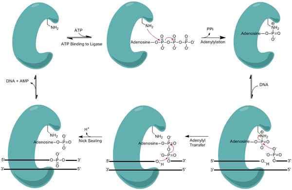 Perbezaan antara ligase DNA dan polimerase DNA