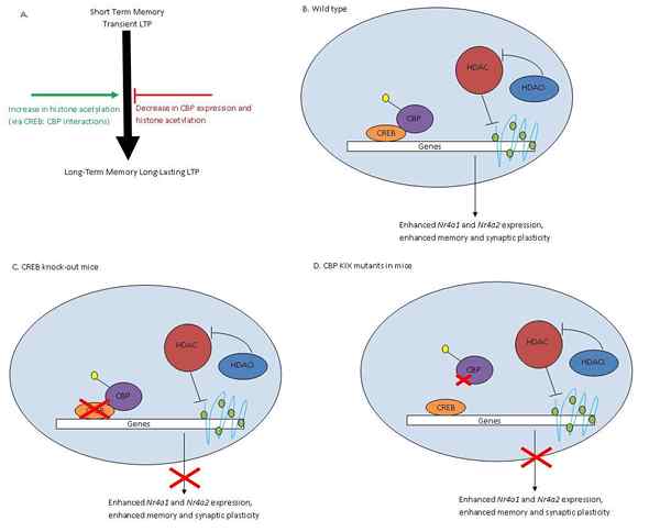 Unterschied zwischen DNA -Sequenzmutationen und epigenetischen Modifikationen